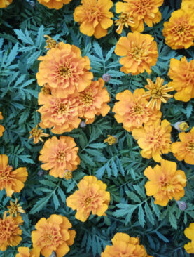 Kadifica - Tagetes patula nana (kutija 35 komada)