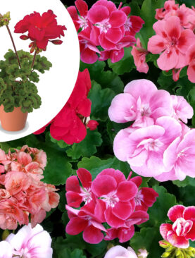 Pelargonium zonale - Stajaća muškatla (komad)