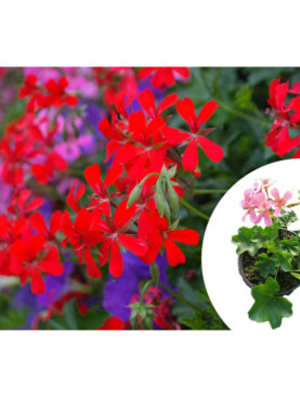 Slovenačka retka muškatla - Pelargonium peltatum (komad)