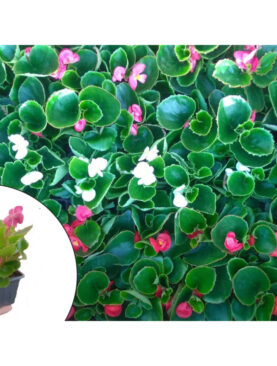 Begonija, Ledeno srce - Begonia semperflorens (komad)