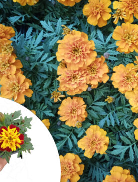 Kadifica - Tagetes patula nana (komad)