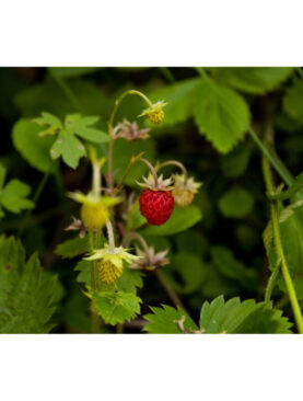 Šumska jagoda - Fragaria vesca (korpa)