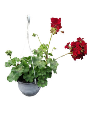 Kaliopa - Pelargonium interspecific var. Calliope (korpa)