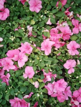 Lepi Jova - Impatiens walleriana (kutija 35 komada)