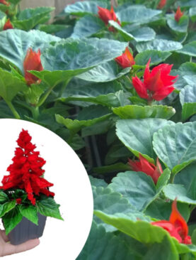 Salvija - Salvia splendens (komad)