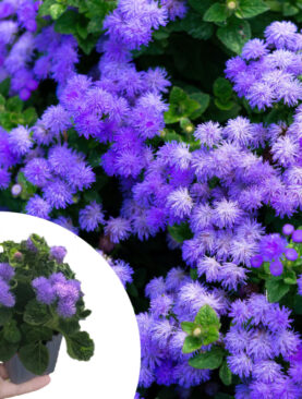 Goruća ljubav - Ageratum houstonianum (komad)