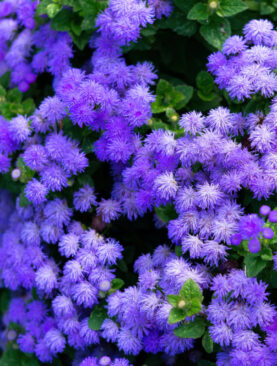 Goruća ljubav - Ageratum houstonianum (kutija 35 komada)