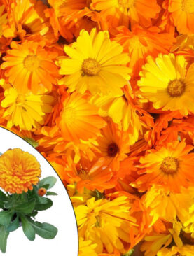 Neven - Calendula officinalis (komad)