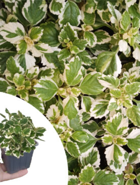 Tamjanika - Plectranthus coleoides ‘Variegata’ (komad)