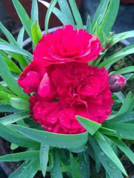 Karanfil - Dianthus (komad)